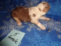 lady5ohio, a female Australian Shepherd for sale in Cardington, OH – 3 of 3