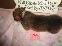 Lola4ohio, a male Pembroke Welsh Corgi for sale in Cardington, OH – 3 of 9