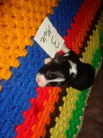 June30hio, a male Pembroke Welsh Corgi and Miniature Australian Shepherd for sale in Cardington, OH – 3 of 3