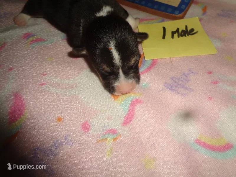 Lola1ohio – Pembroke Welsh Corgi puppy for sale in Cardington, OH