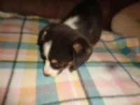 June20hio, a female Pembroke Welsh Corgi and Miniature Australian Shepherd for sale in Cardington, OH – 3 of 9