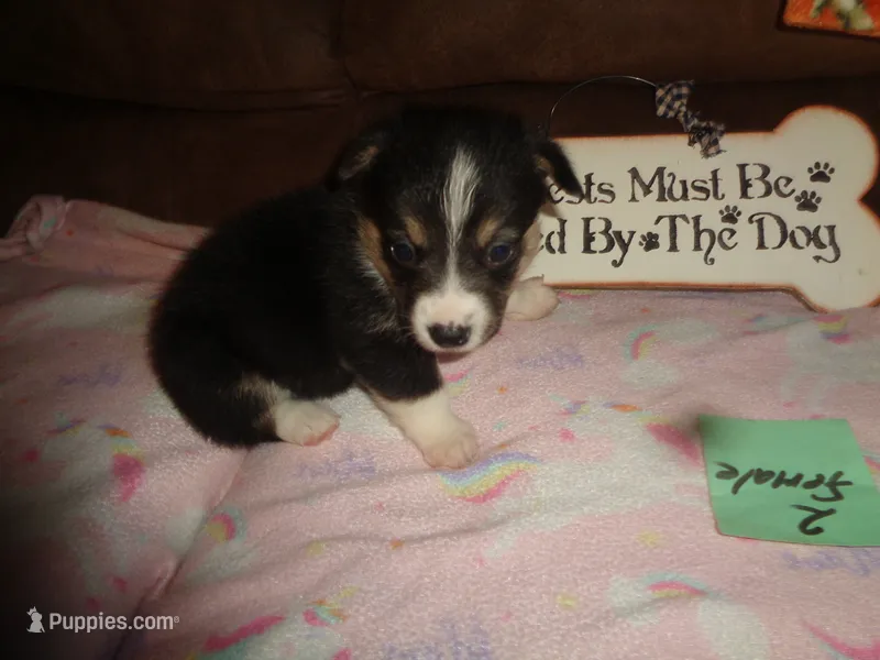 Lola2ohio – Pembroke Welsh Corgi puppy for sale in Cardington, OH
