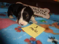 June30hio, a male Pembroke Welsh Corgi and Miniature Australian Shepherd for sale in Cardington, OH – 4 of 9
