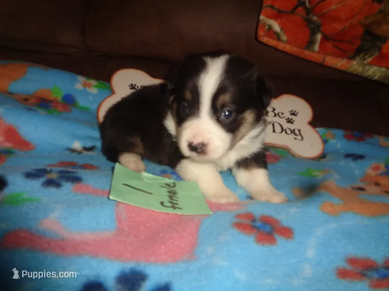 June1ohio – Pembroke Welsh Corgi, Miniature Australian Shepherd puppy for sale in Cardington, OH
