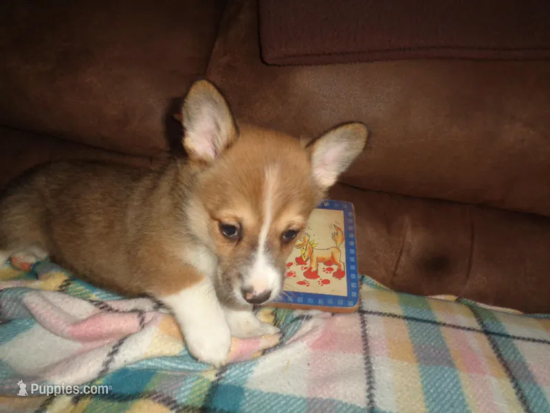 Grace3ohio – Pembroke Welsh Corgi puppy for sale in Cardington, OH