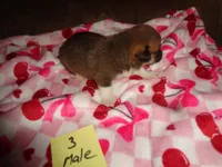 Grace3ohio, a male Pembroke Welsh Corgi for sale in Cardington, OH – Photo 3 of 5