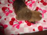 Grace3ohio, a male Pembroke Welsh Corgi for sale in Cardington, OH – Photo 2 of 5