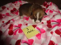 Grace3ohio, a male Pembroke Welsh Corgi for sale in Cardington, OH – Photo 1 of 5