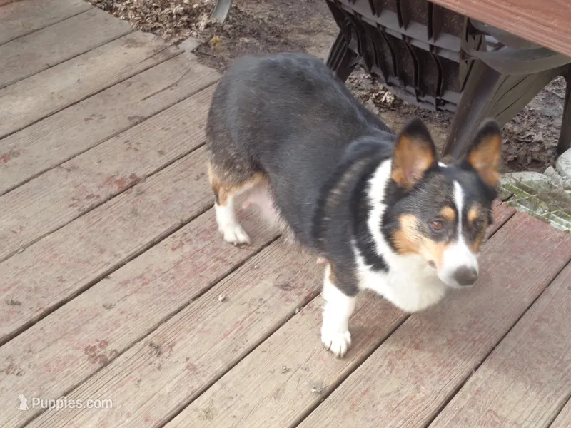 June1ohio – Pembroke Welsh Corgi, Miniature Australian Shepherd puppy for sale in Cardington, OH