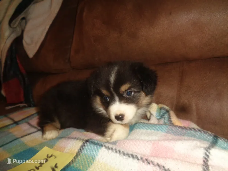 June4ohio – Pembroke Welsh Corgi, Miniature Australian Shepherd puppy for sale in Cardington, OH