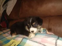 June4ohio, a female Pembroke Welsh Corgi and Miniature Australian Shepherd for sale in Cardington, OH – 1 of 9