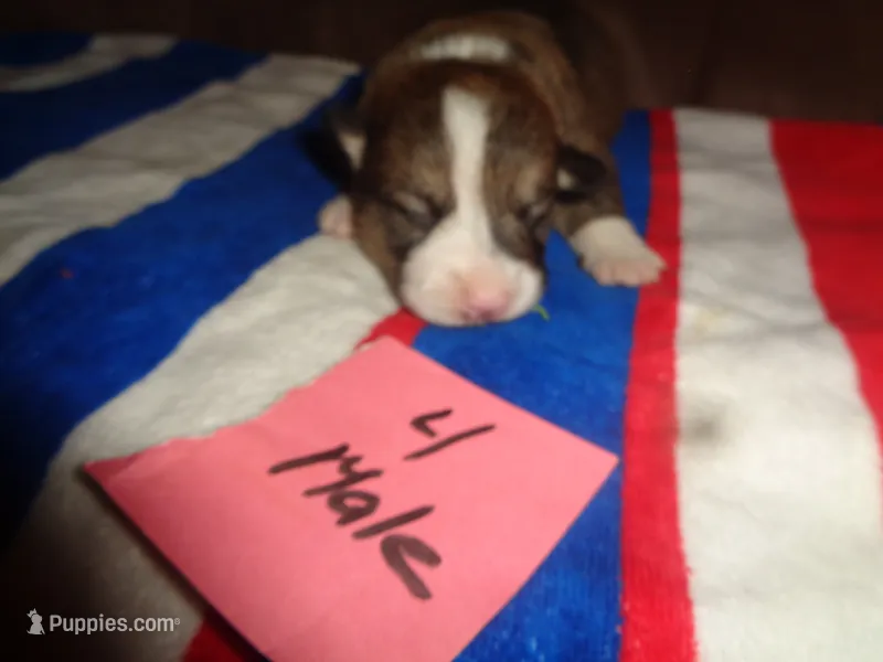 Lola4ohio – Pembroke Welsh Corgi puppy for sale in Cardington, OH