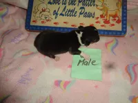 Lola6ohio, a male Pembroke Welsh Corgi for sale in Cardington, OH – 3 of 3