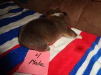 Lola4ohio, a male Pembroke Welsh Corgi for sale in Cardington, OH – 5 of 9