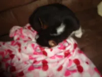 Grace1ohio, a female Pembroke Welsh Corgi for sale in Cardington, OH – Photo 2 of 4