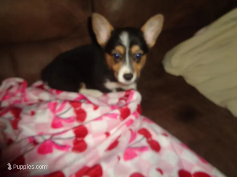 Grace1ohio – Pembroke Welsh Corgi puppy for sale in Cardington, OH