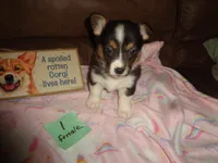 Grace1ohio, a female Pembroke Welsh Corgi for sale in Cardington, OH – Photo 4 of 4
