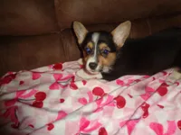 Grace1ohio, a female Pembroke Welsh Corgi for sale in Cardington, OH – Photo 3 of 4