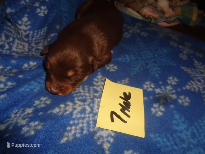 lady70hio – Australian Shepherd puppy for sale in Cardington, OH