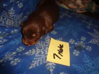 lady70hio, a female Australian Shepherd for sale in Cardington, OH – 1 of 2