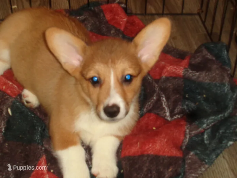Lola4ohio – Pembroke Welsh Corgi puppy for sale in Cardington, OH