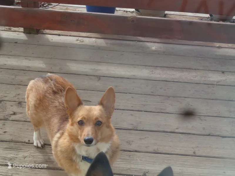 Lola1ohio, a  Pembroke Welsh Corgi for sale in Cardington, OH – 1 of 1