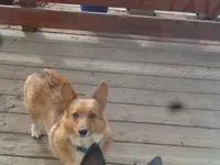 Lola1ohio, a  Pembroke Welsh Corgi for sale in Cardington, OH – 1 of 1