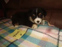 June4ohio, a female Pembroke Welsh Corgi and Miniature Australian Shepherd for sale in Cardington, OH – 2 of 9