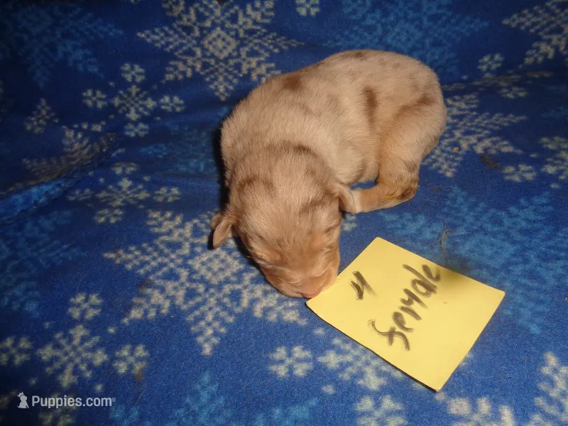 Lady40hio – Australian Shepherd puppy for sale in Cardington, OH