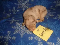 Lady40hio, a female Australian Shepherd for sale in Cardington, OH – 1 of 2