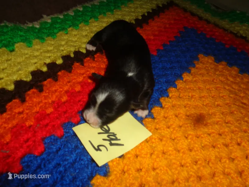 June50hio – Pembroke Welsh Corgi, Miniature Australian Shepherd puppy for sale in Cardington, OH