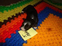 June50hio, a male Pembroke Welsh Corgi and Miniature Australian Shepherd for sale in Cardington, OH – 1 of 2