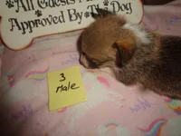 Lola3ohio, a male Pembroke Welsh Corgi for sale in Cardington, OH – 3 of 9