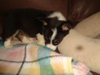 June1ohio, a female Pembroke Welsh Corgi and Miniature Australian Shepherd for sale in Cardington, OH – 3 of 10