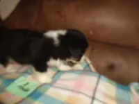June30hio, a male Pembroke Welsh Corgi and Miniature Australian Shepherd for sale in Cardington, OH – 3 of 9