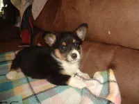 June6ohio, a male Pembroke Welsh Corgi and Miniature Australian Shepherd for sale in Cardington, OH – 2 of 10