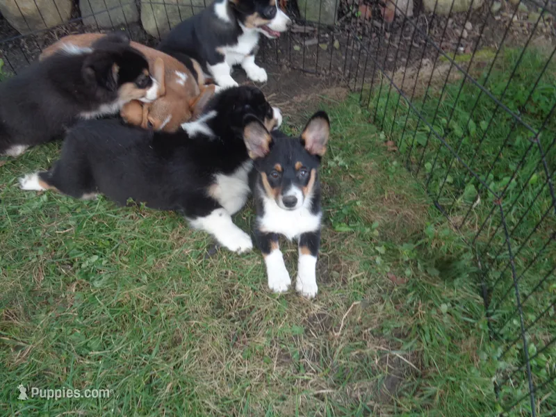 June6ohio – Pembroke Welsh Corgi, Miniature Australian Shepherd puppy for sale in Cardington, OH