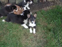 June6ohio, a male Pembroke Welsh Corgi and Miniature Australian Shepherd for sale in Cardington, OH – 1 of 7