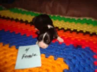 June4ohio, a female Pembroke Welsh Corgi and Miniature Australian Shepherd for sale in Cardington, OH – 1 of 3
