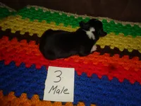 June30hio, a male Pembroke Welsh Corgi and Miniature Australian Shepherd for sale in Cardington, OH – 2 of 3