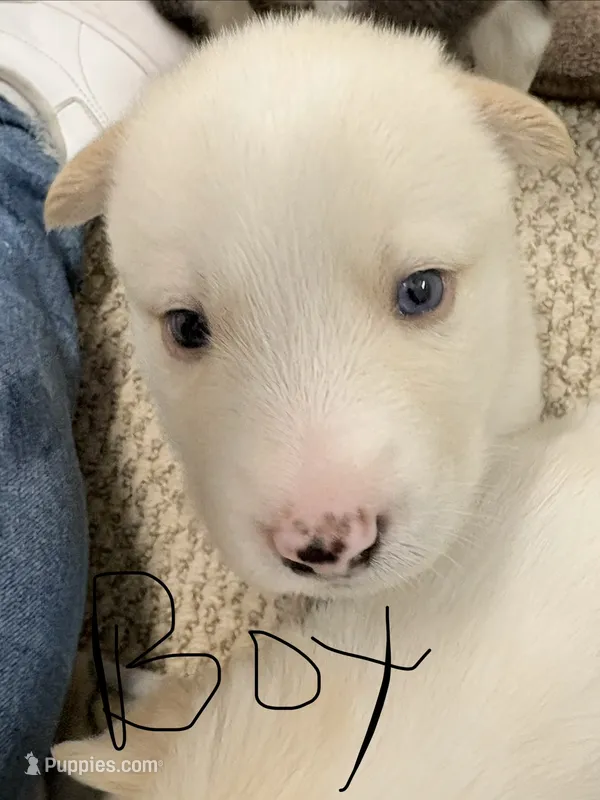 Baby boy – Siberian Husky puppy for sale in Albuquerque, NM