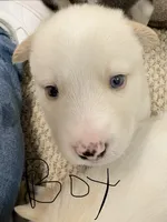 Baby boy, a male Siberian Husky for sale in Albuquerque, NM – 1 of 1