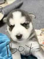 Baby boy, a male Siberian Husky for sale in Albuquerque, NM – 1 of 1