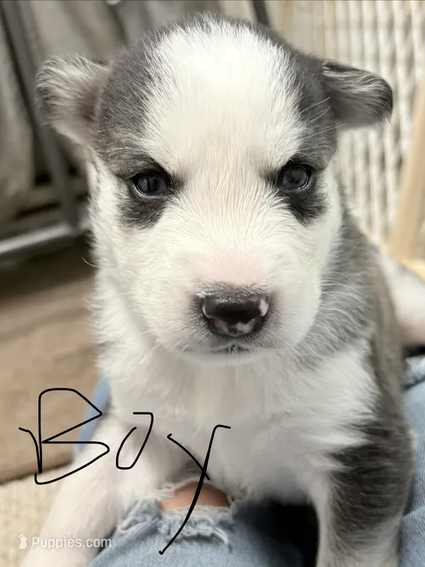Baby boy – Siberian Husky puppy for sale in Albuquerque, NM
