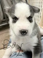 Baby boy, a male Siberian Husky for sale in Albuquerque, NM – 1 of 1