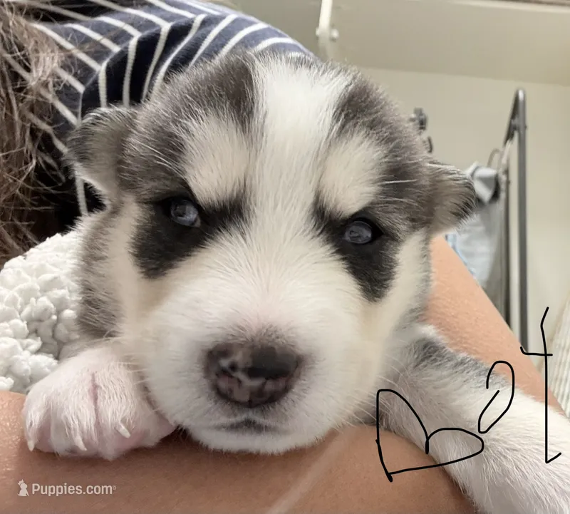 Baby boy – Siberian Husky puppy for sale in Albuquerque, NM