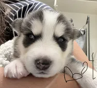 Baby boy, a male Siberian Husky for sale in Albuquerque, NM – 1 of 1