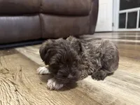 Aphrodite , a female Miniature Schnauzer for sale in Boaz, AL – 9 of 10