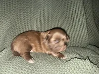 Ramsey , a male Shih Tzu for sale in Boaz, AL – 7 of 10