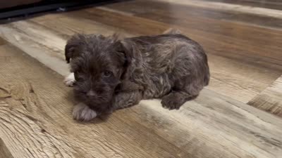 Aphrodite , a female Miniature Schnauzer for sale in Boaz, AL – 10 of 10